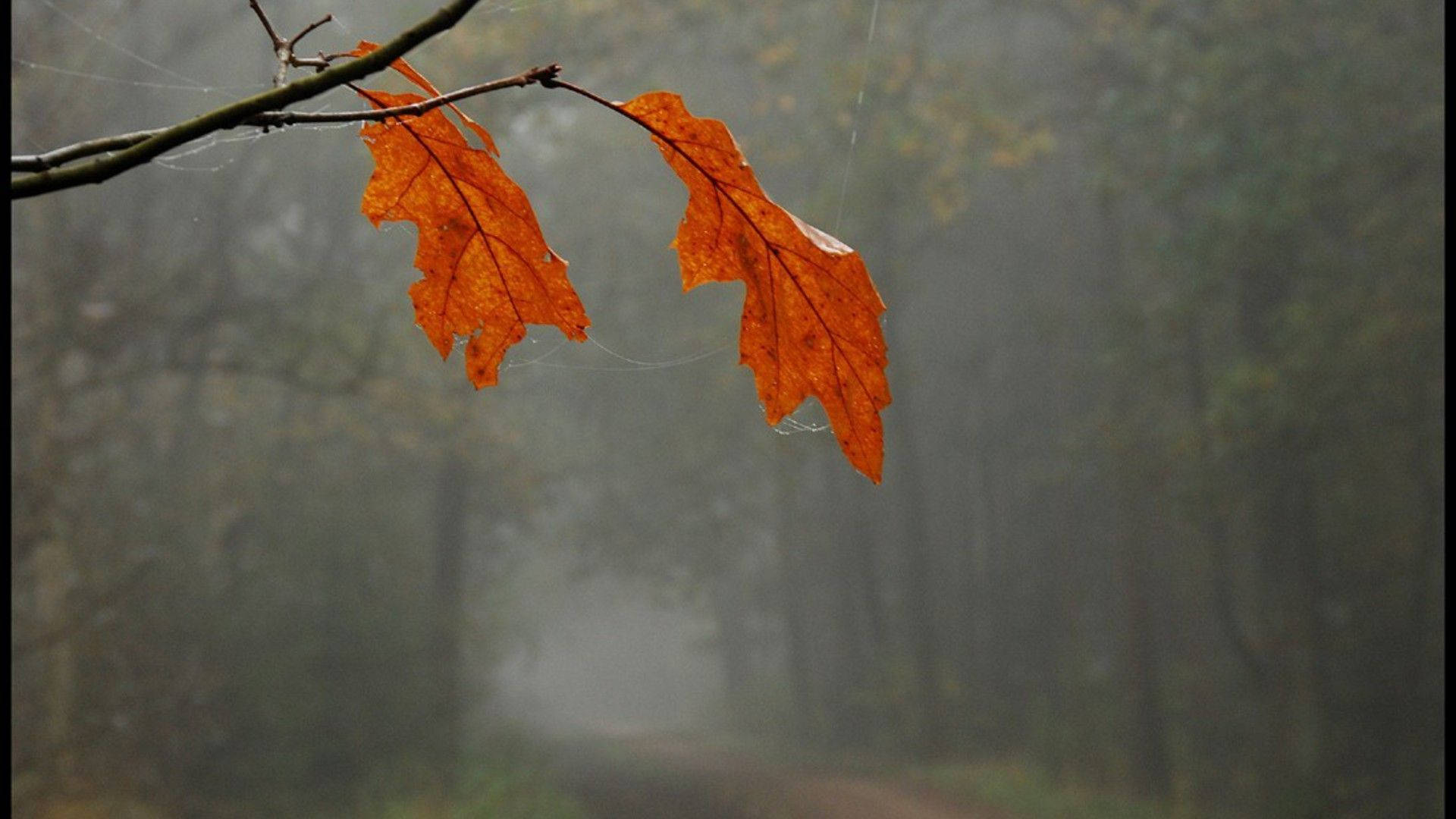 orange leaves, November, fog, Full HD Desktop Wallpaper