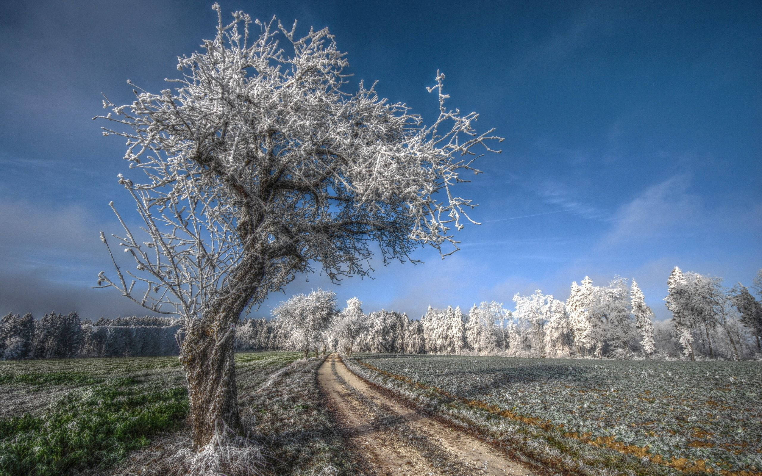 November, frost-covered tree, dirt path, 2K Desktop Wallpaper
