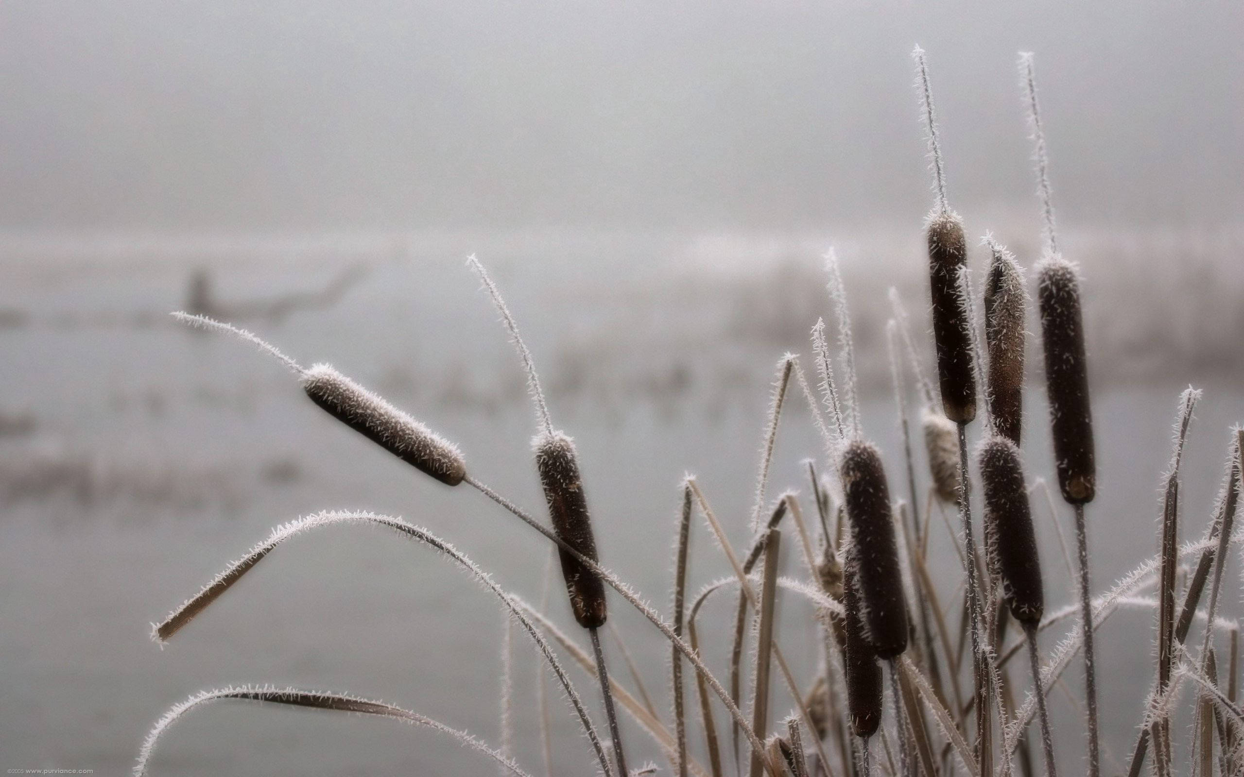 november frost cattail macro, frost, cattails, 2K Desktop Wallpaper