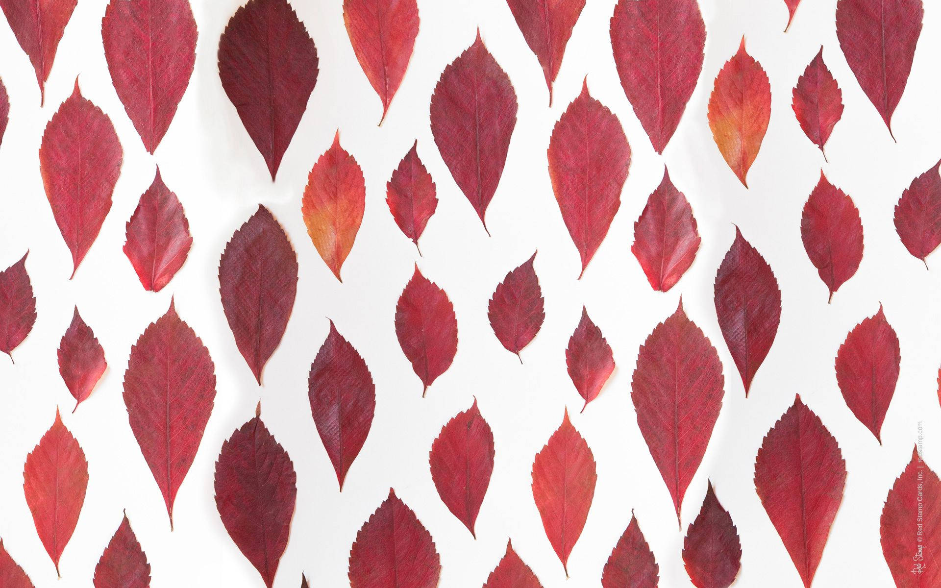 November, red leaves, vibrant red, Full HD Desktop Wallpaper