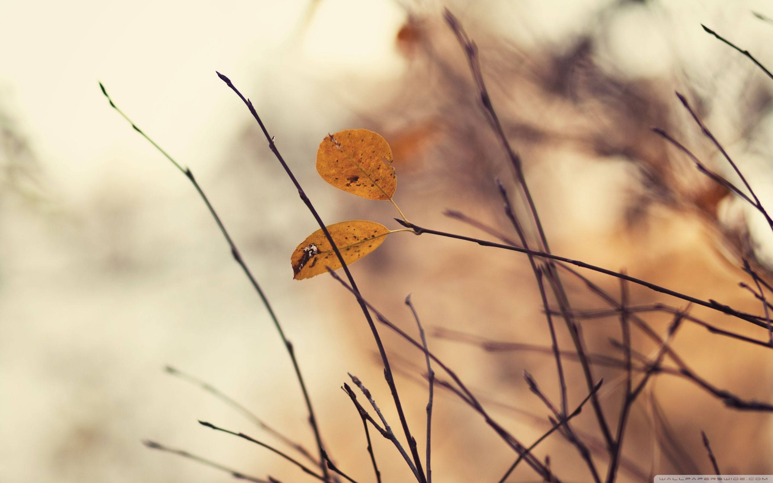 November, golden autumn leaves, bare twigs, 2K Desktop Wallpaper