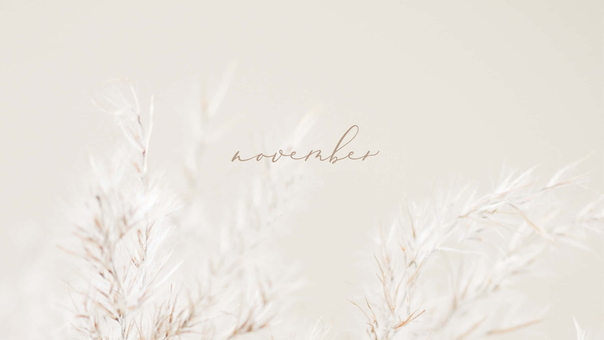November, white, minimalist, 2K Desktop Wallpaper
