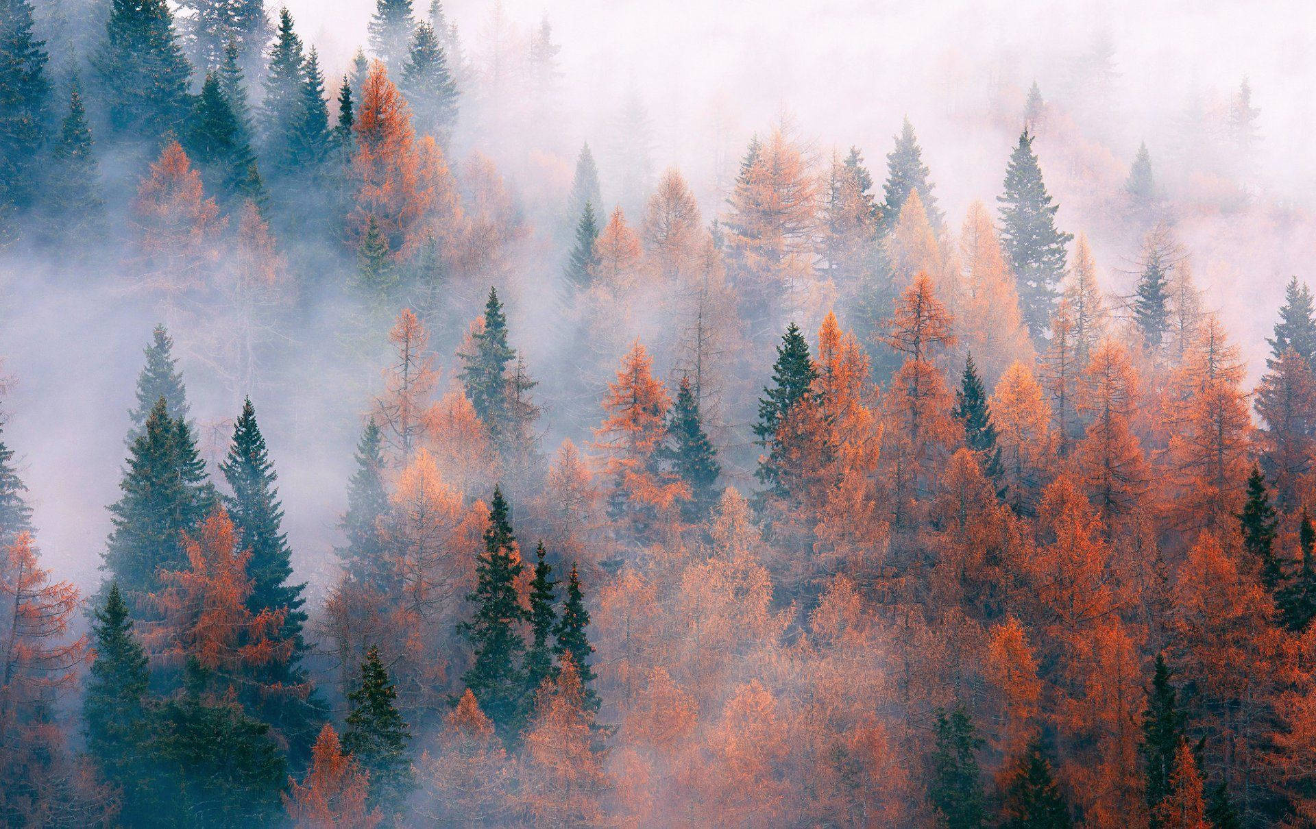 November, autumn forest, fog, Full HD Desktop Wallpaper