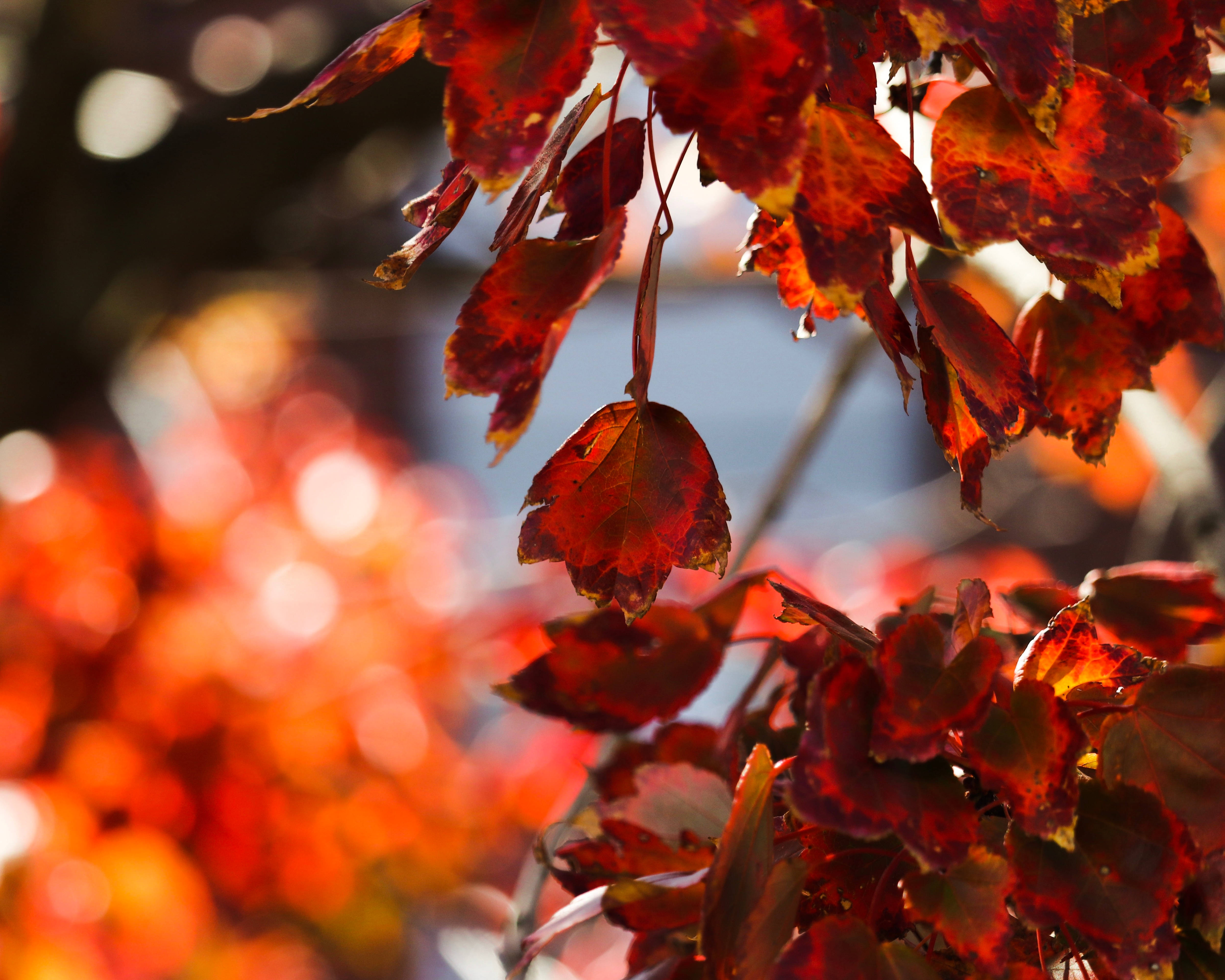 November, red leaves, dew, 4K Desktop Wallpaper