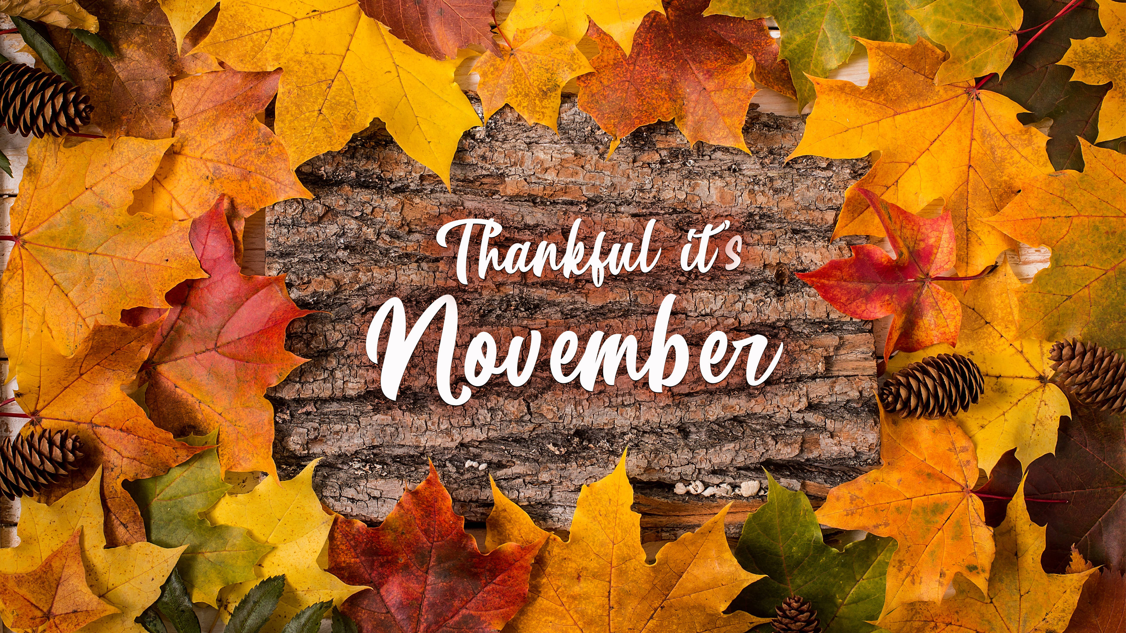 Thankful it's November, autumn leaves, pinecones, 4K Desktop Wallpaper