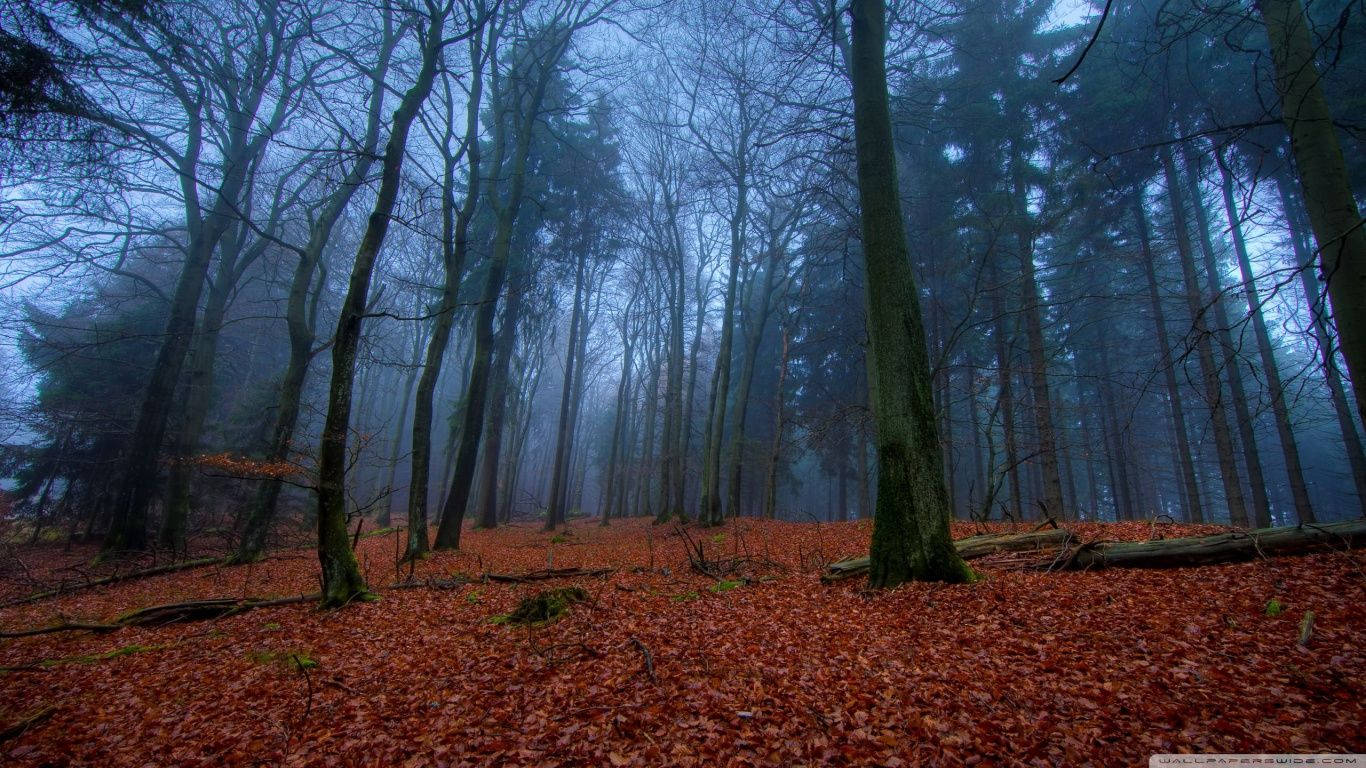 November, fall forest, night, HD Desktop Wallpaper