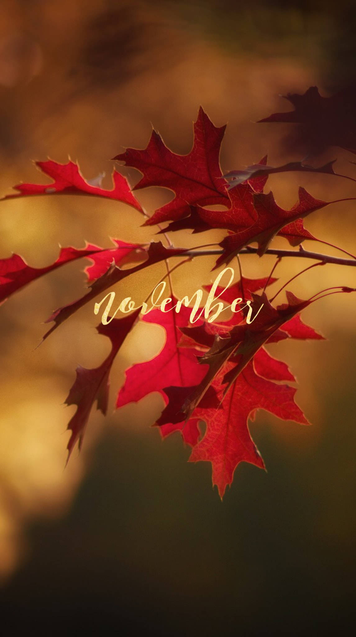 November, iPhone, vibrant red oak leaves, Full HD Phone Wallpaper
