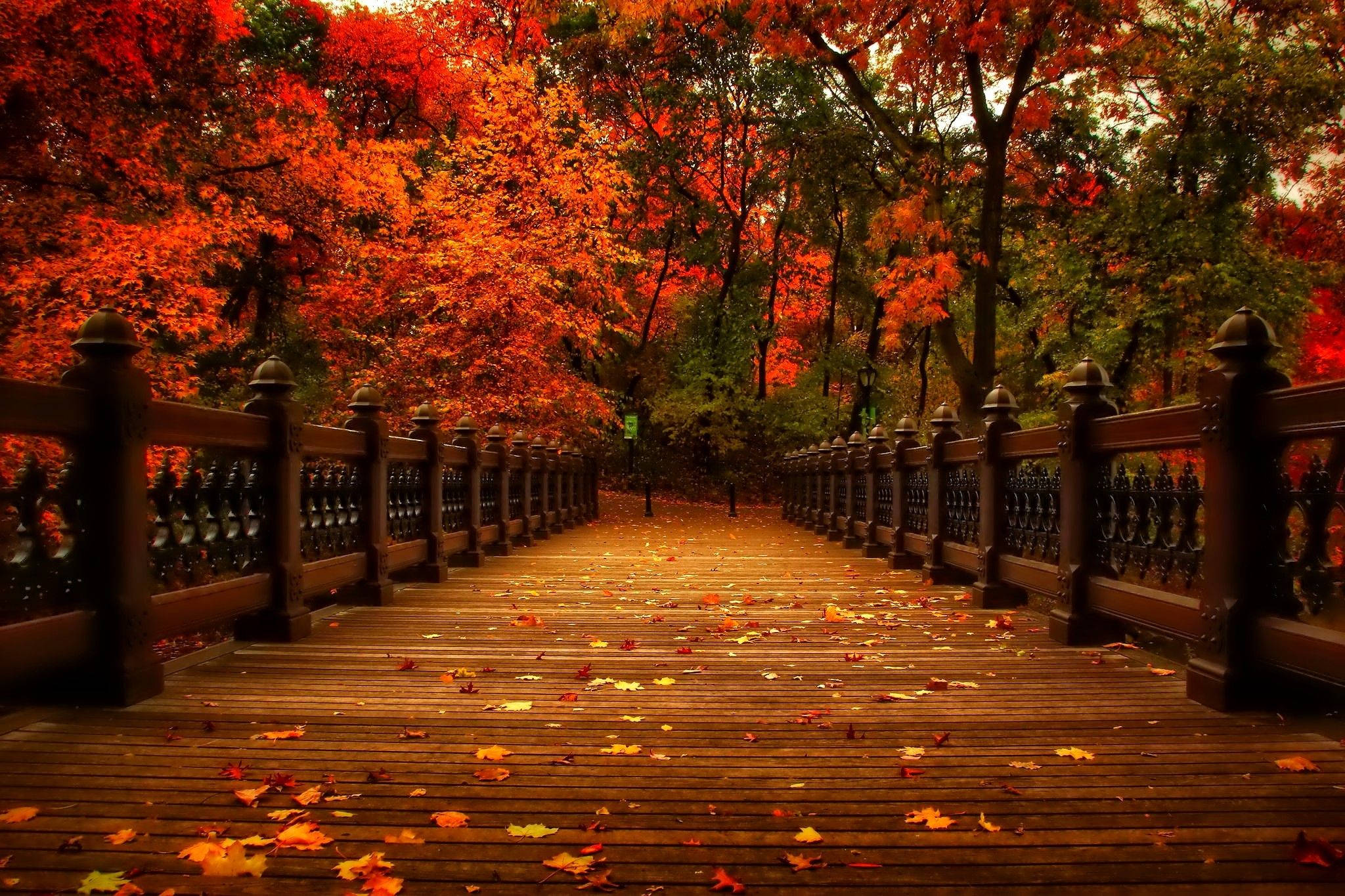 November, autumn forest, wooden bridge, Full HD Desktop Wallpaper