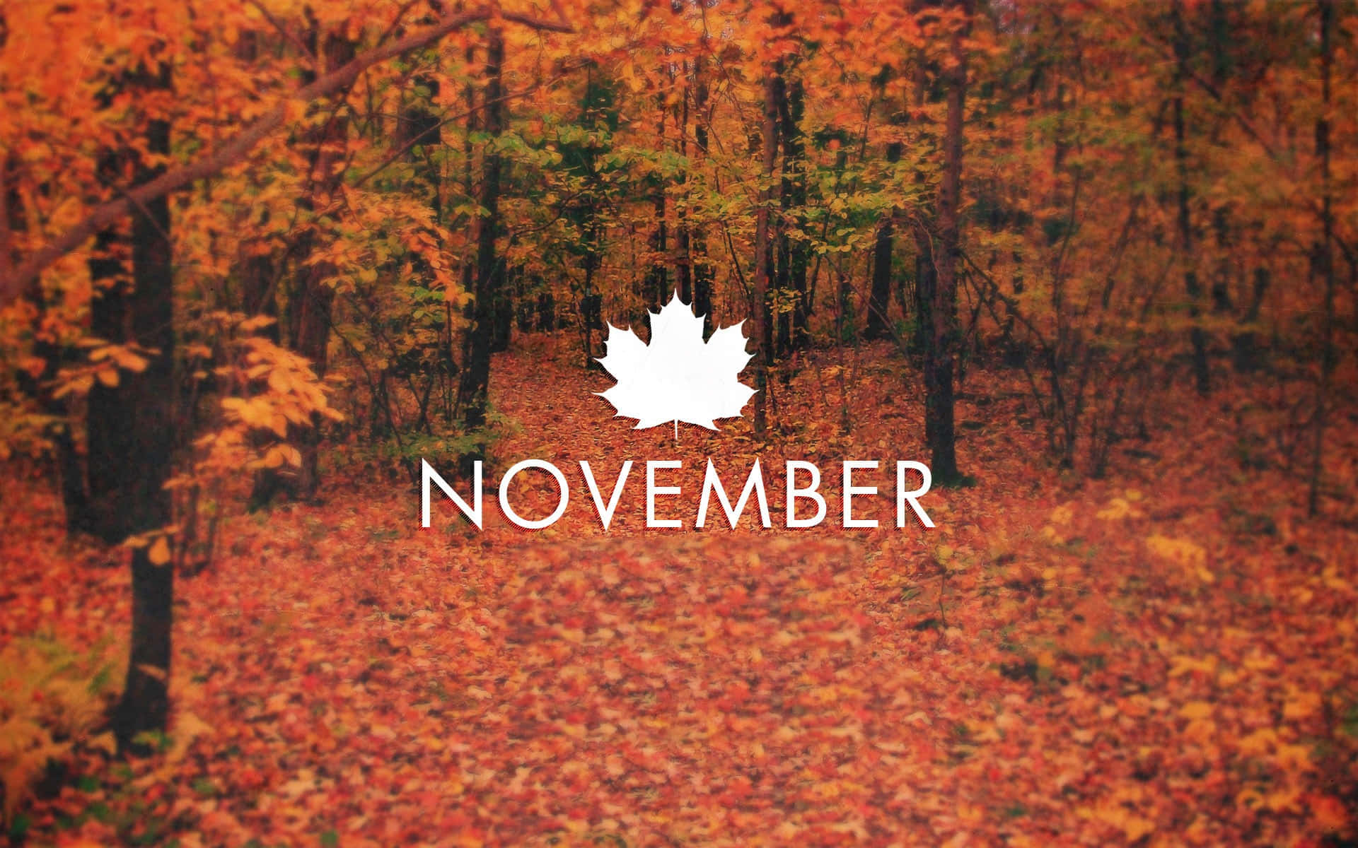 November, autumn season, forest path, Full HD Desktop Wallpaper