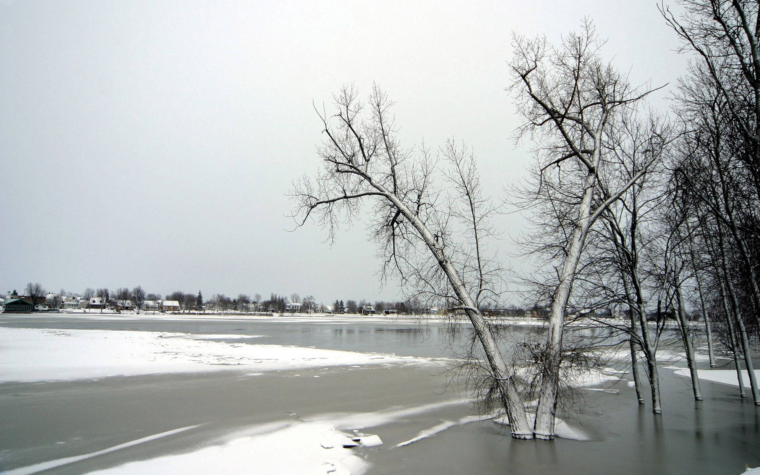 gray november, frozen lake, snow-covered bare trees, 2K Desktop Wallpaper