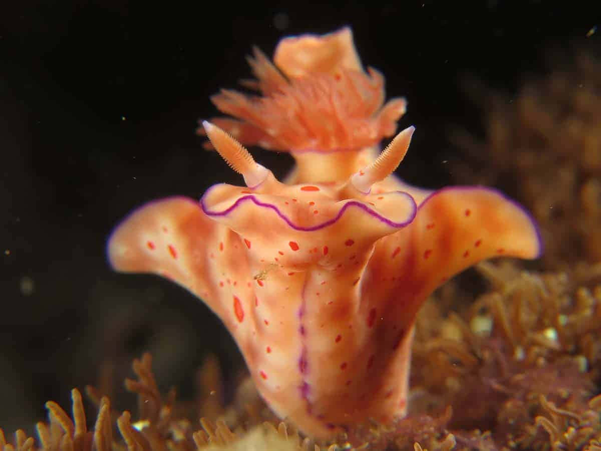 vibrant orange sea slug, purple trim, red spots, SD Desktop Wallpaper