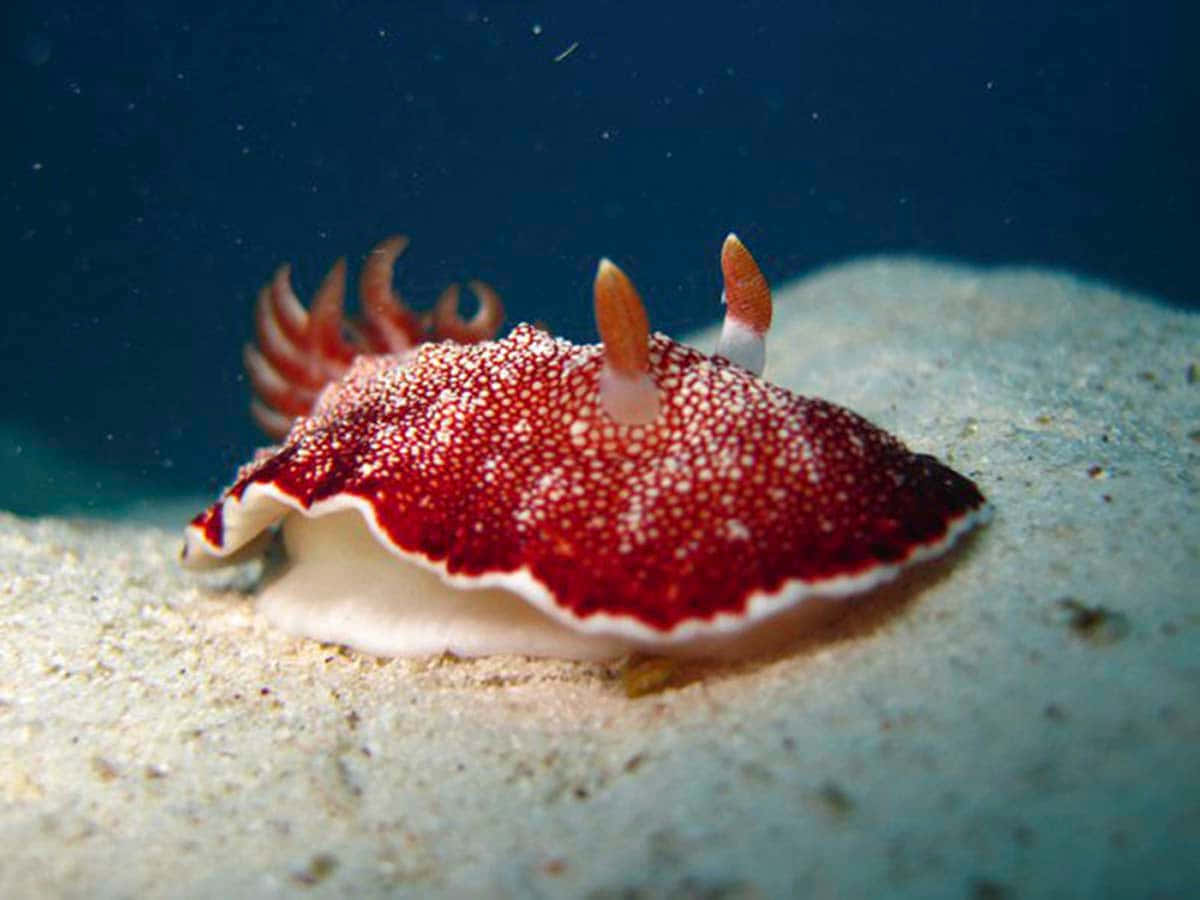 nudibranch, vibrant red, white speckles, SD Desktop Wallpaper