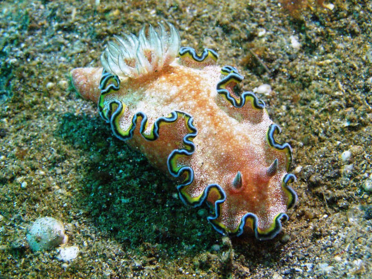 vibrant orange sea slug, wavy green and blue edges, sandy ocean floor, SD Desktop Wallpaper