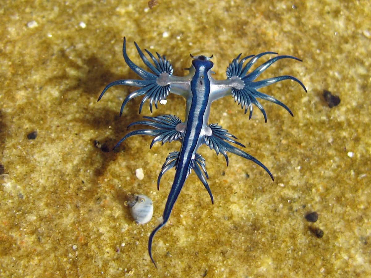 vibrant nudibranch, blue and white sea slug, feathery appendages, SD Desktop Wallpaper