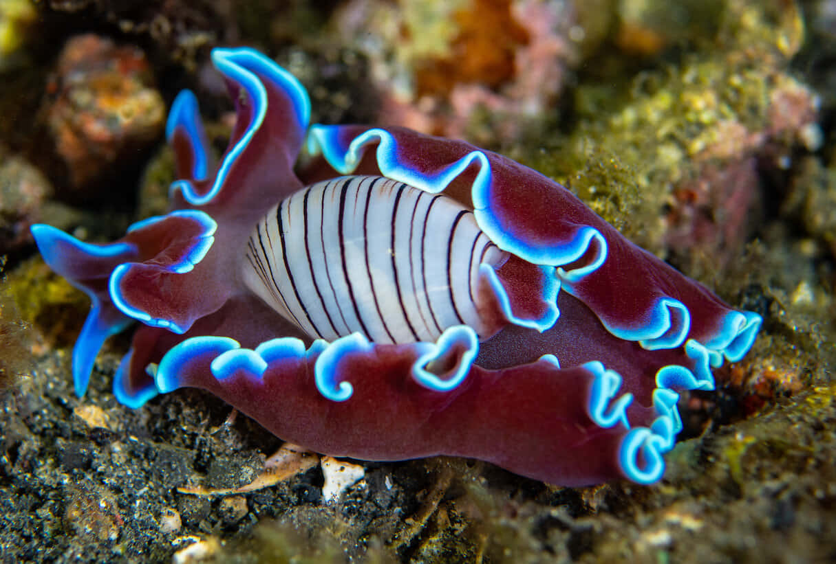 vibrant purple, blue sea slug, striped shell, SD Desktop Wallpaper