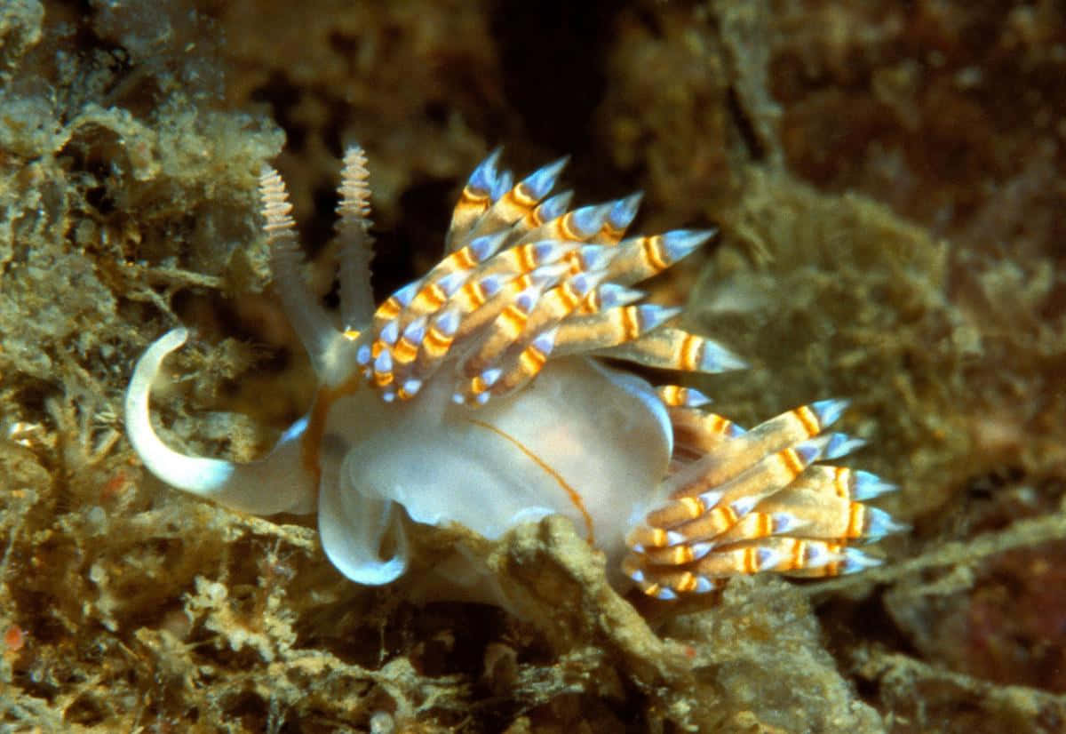 vibrant orange and white nudibranch, striped appendages, textured coral reef, SD Desktop Wallpaper