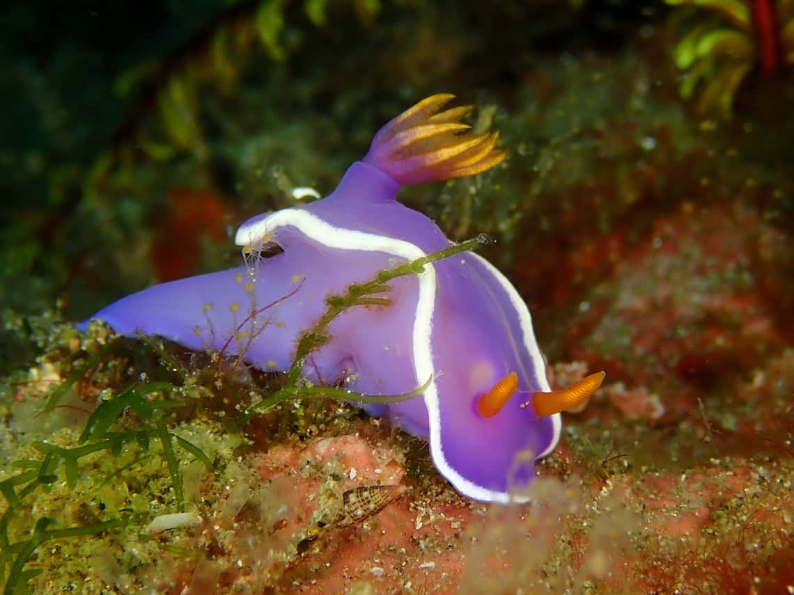 vibrant purple sea slug, white stripes, orange appendages, SD Desktop Wallpaper