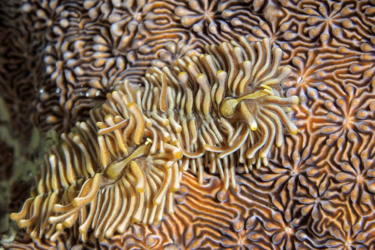 nudibranchon, coral patterns, feathery orange tentacles, SD Desktop Wallpaper