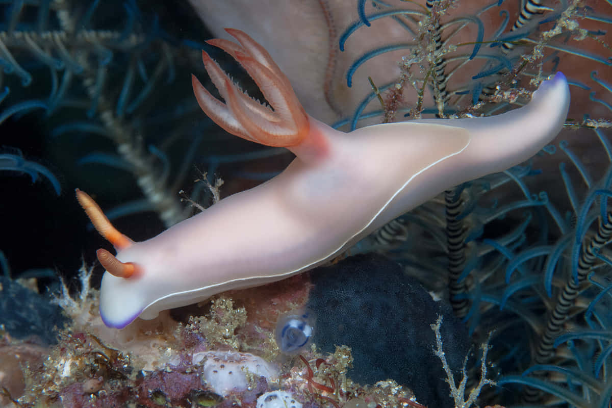 nudibranch, coral reef, pink, SD Desktop Wallpaper