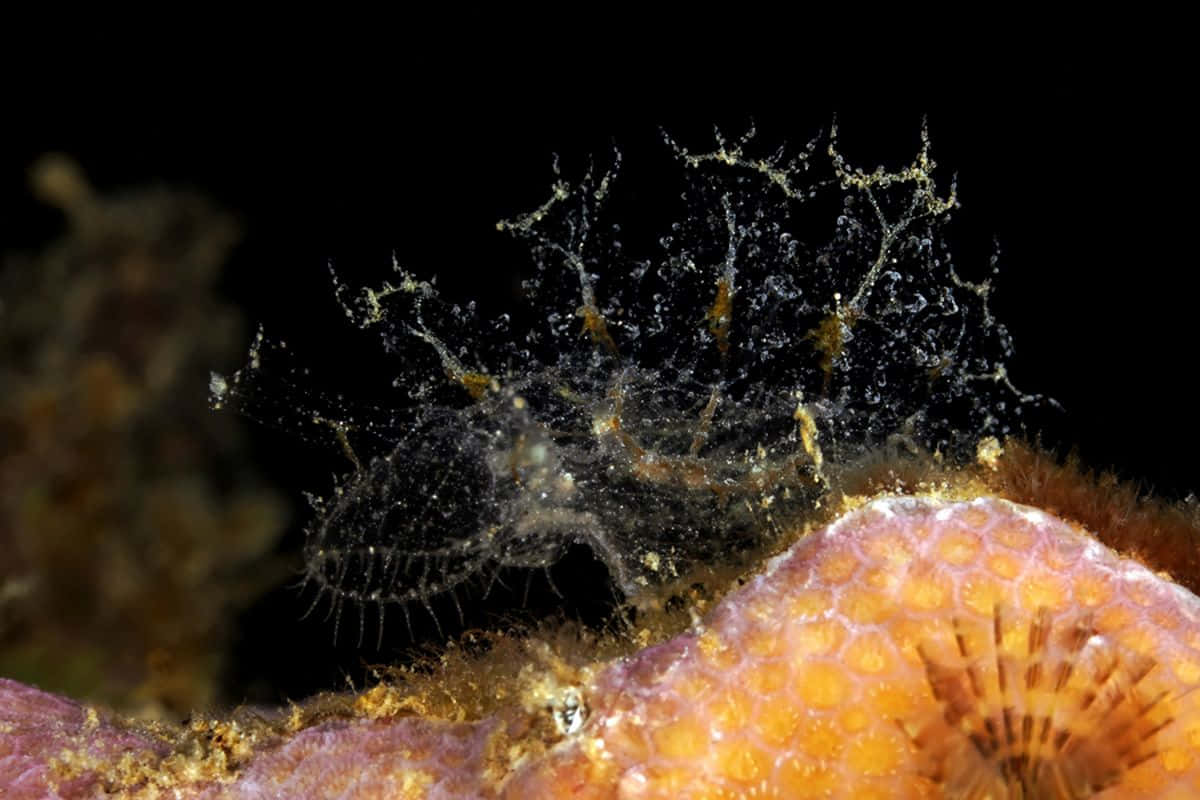 colorful nudibranch, translucent sea creature, feathery appendages, SD Desktop Wallpaper