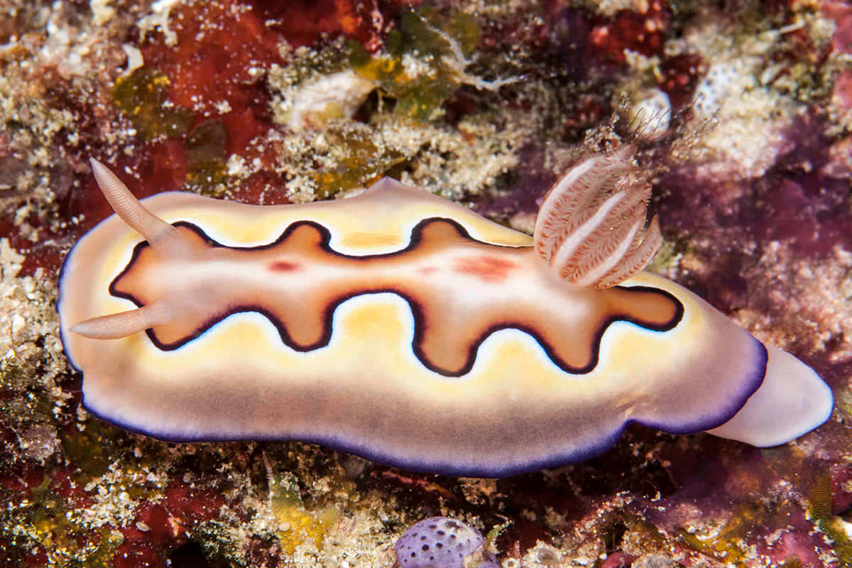 colorful nudibranch, coral reef, wavy brown and purple patterns, SD Desktop Wallpaper