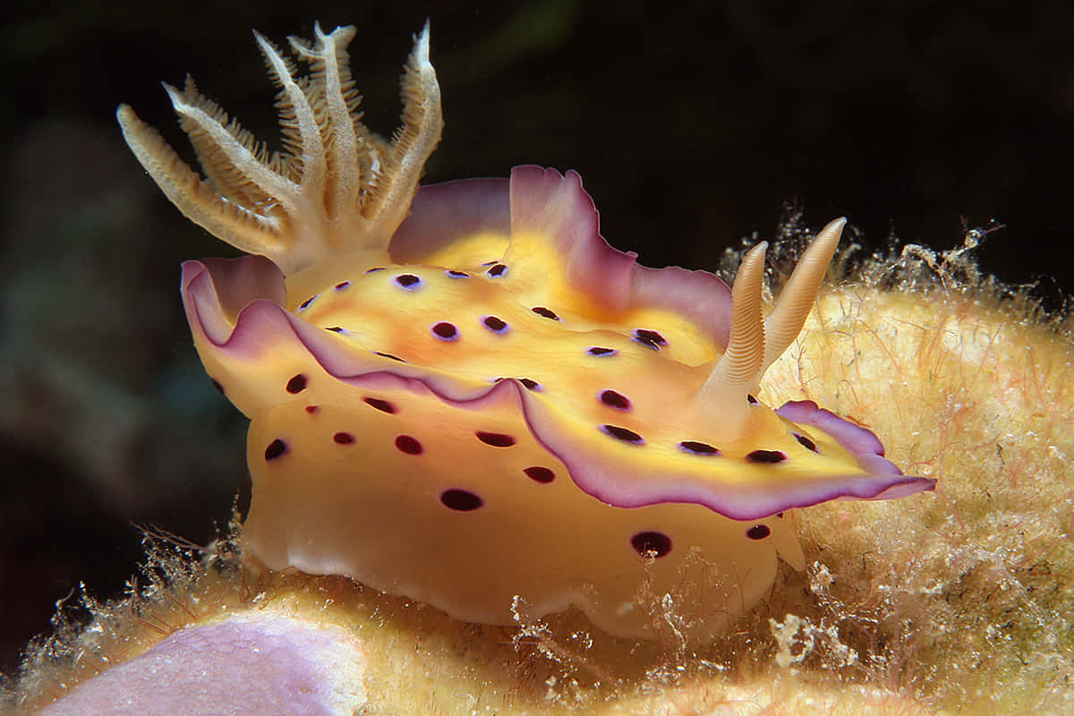 colorful nudibranchon coral, vibrant yellow and purple sea slug, black spots, SD Desktop Wallpaper