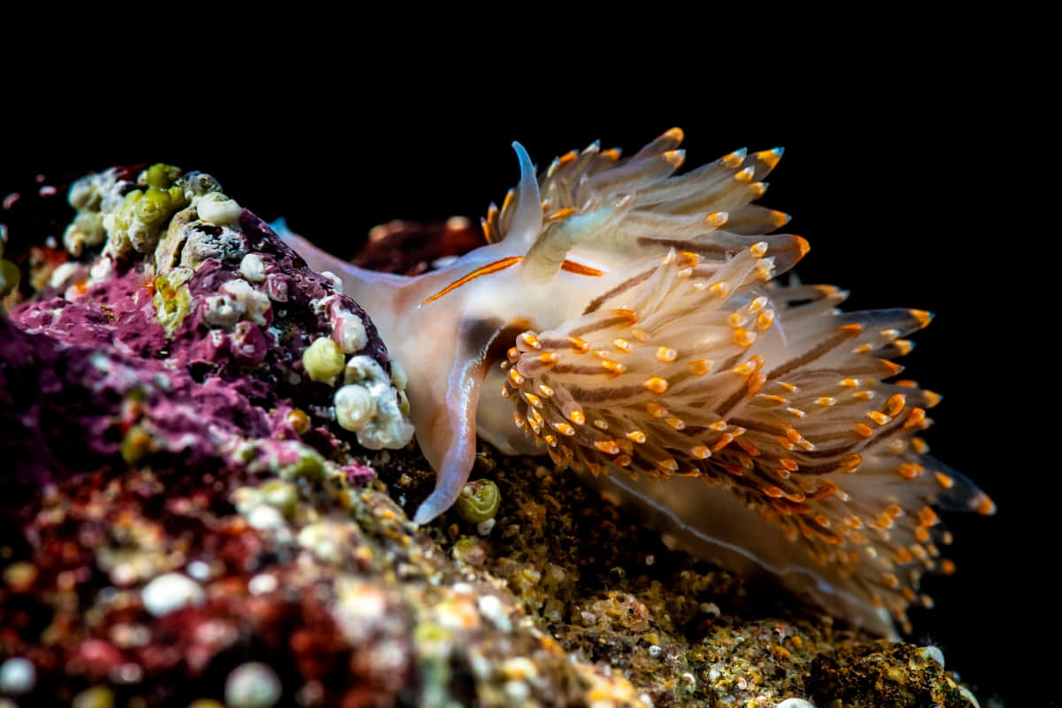 colorful nudibranchon, coral reef, vibrant orange and white sea slug, SD Desktop Wallpaper