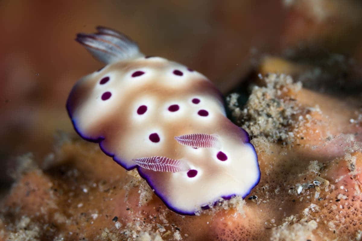 vibrant purple, white sea slug, dark spots, SD Desktop Wallpaper