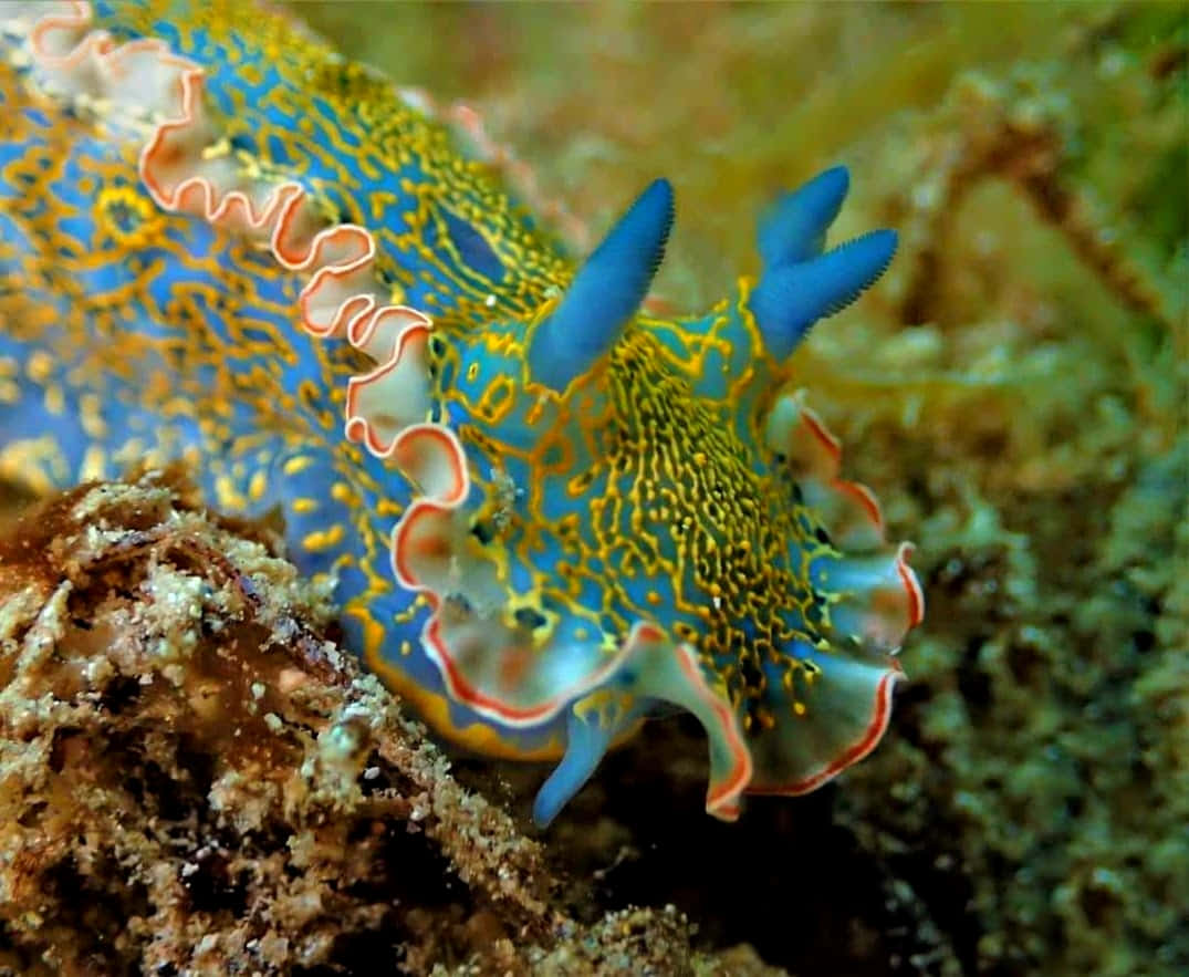 vibrant blue, yellow sea slug, orange-rimmed appendages, SD Desktop Wallpaper