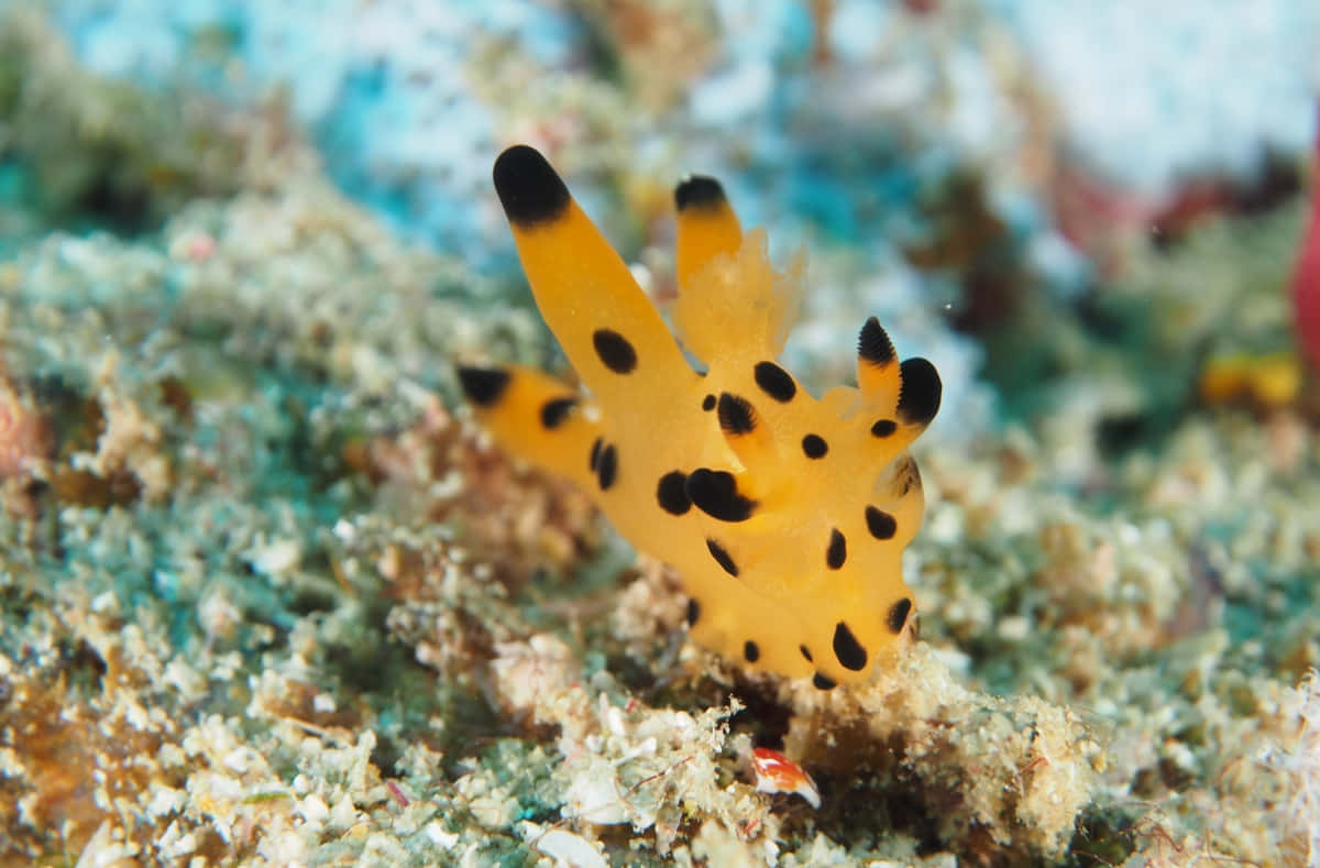 vibrant yellow nudibranch, black spots, textured coral reef floor, SD Desktop Wallpaper