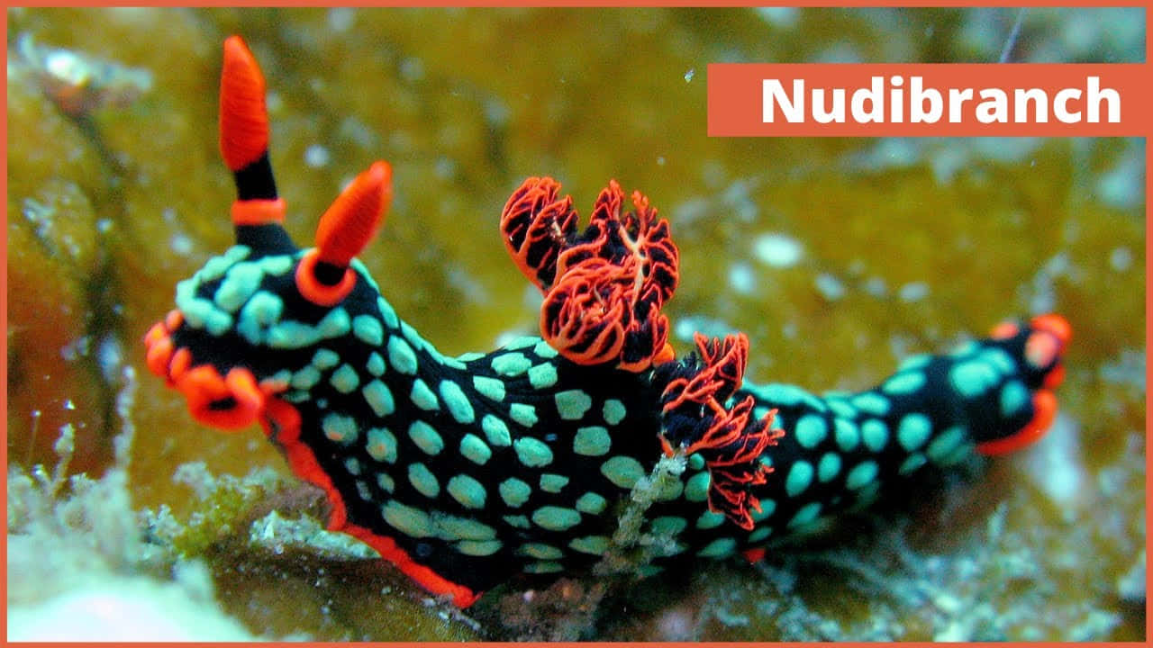 vibrant orange and teal nudibranch, spotted body, textured coral reef, HD Desktop Wallpaper