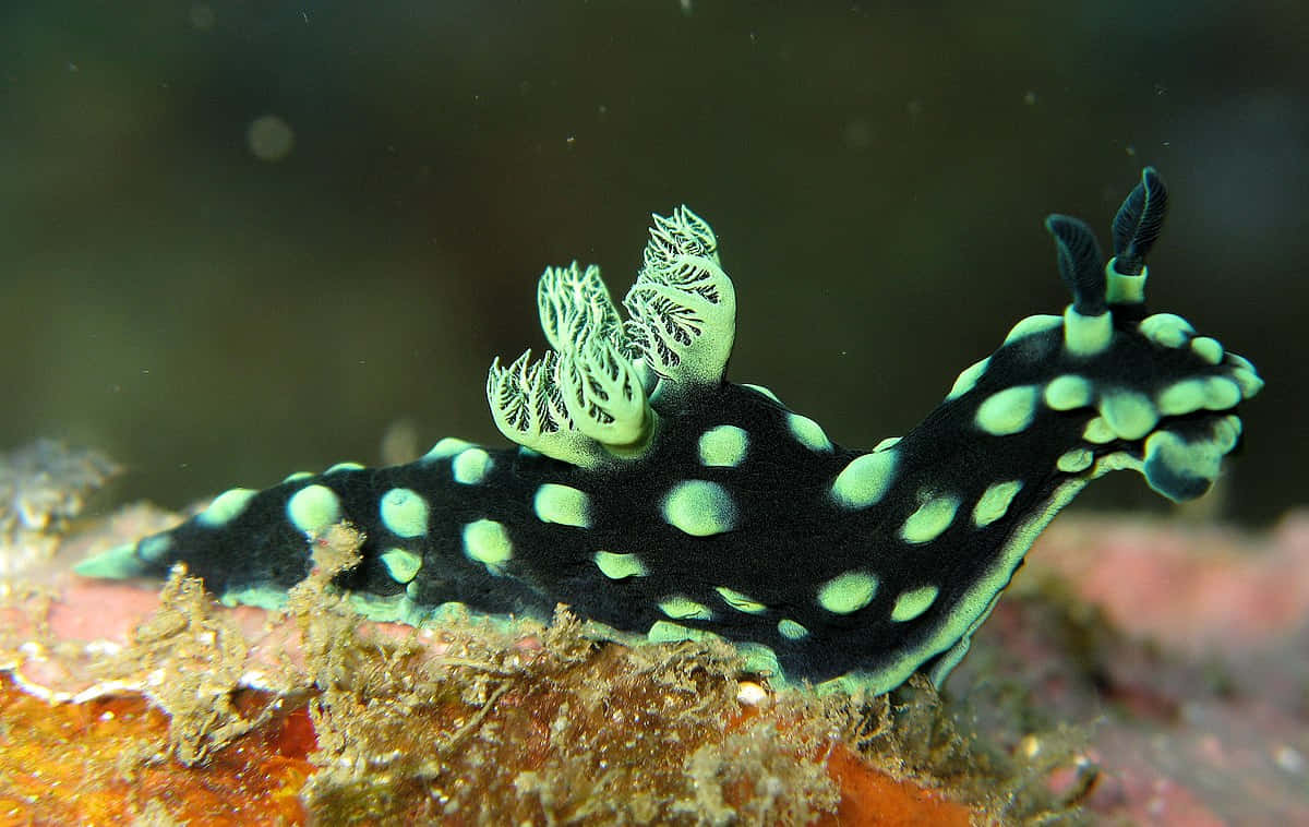 nudibranch, coral reef, neon green, SD Desktop Wallpaper