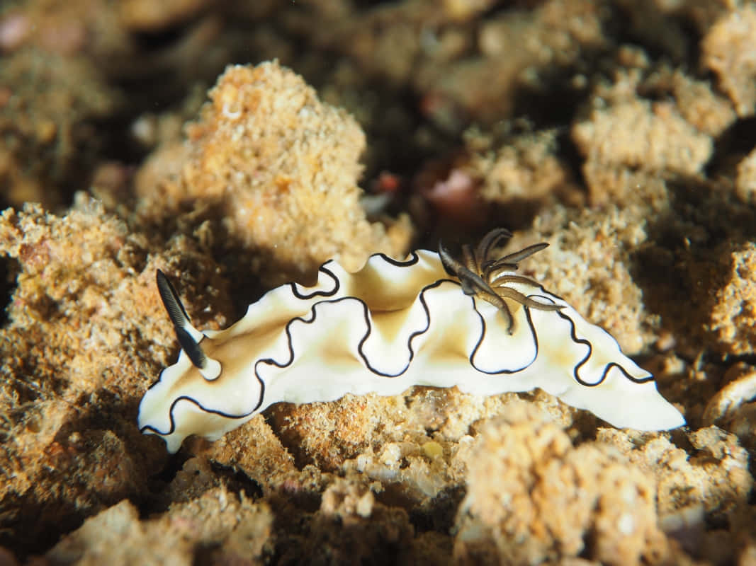vibrant nudibranch, white and black wavy-patterned, sandy coral rubble, SD Desktop Wallpaper