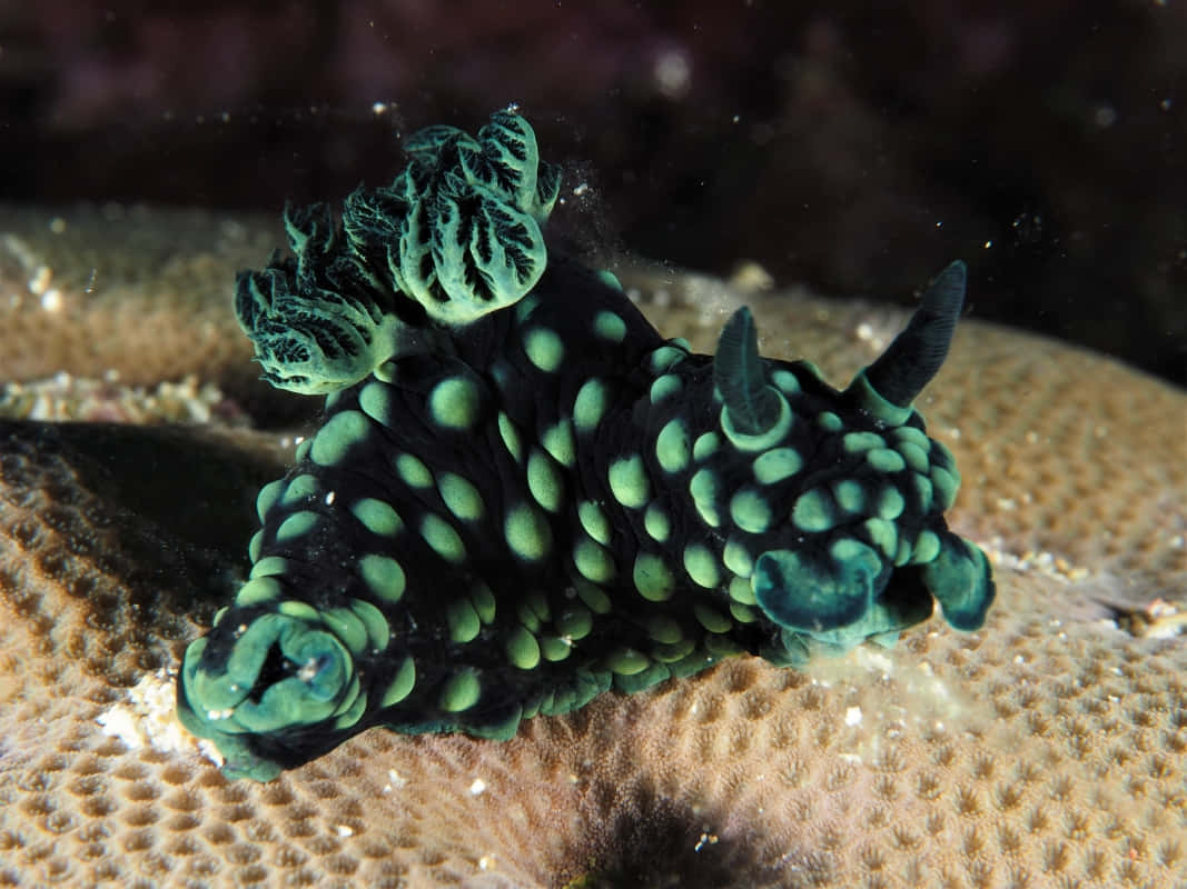 nudibranch, coral reef, vibrant green, SD Desktop Wallpaper