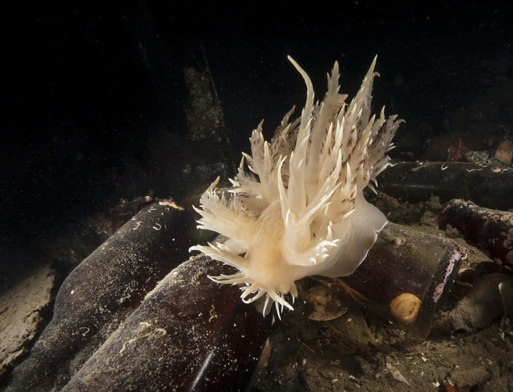 vibrant nudibranch, white sea slug, feathery appendages, SD Desktop Wallpaper
