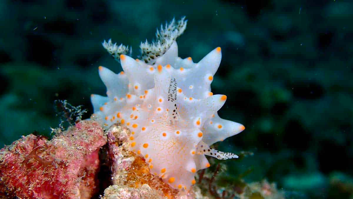 nudibranch, white sea slug, orange spots, SD Desktop Wallpaper
