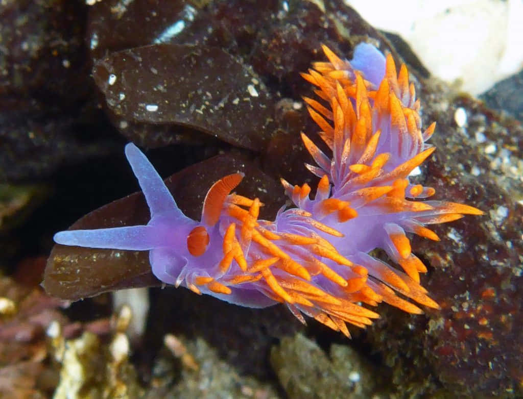 vibrant purple and orange sea slug, feathery appendages, dark rocky ocean floor, SD Desktop Wallpaper