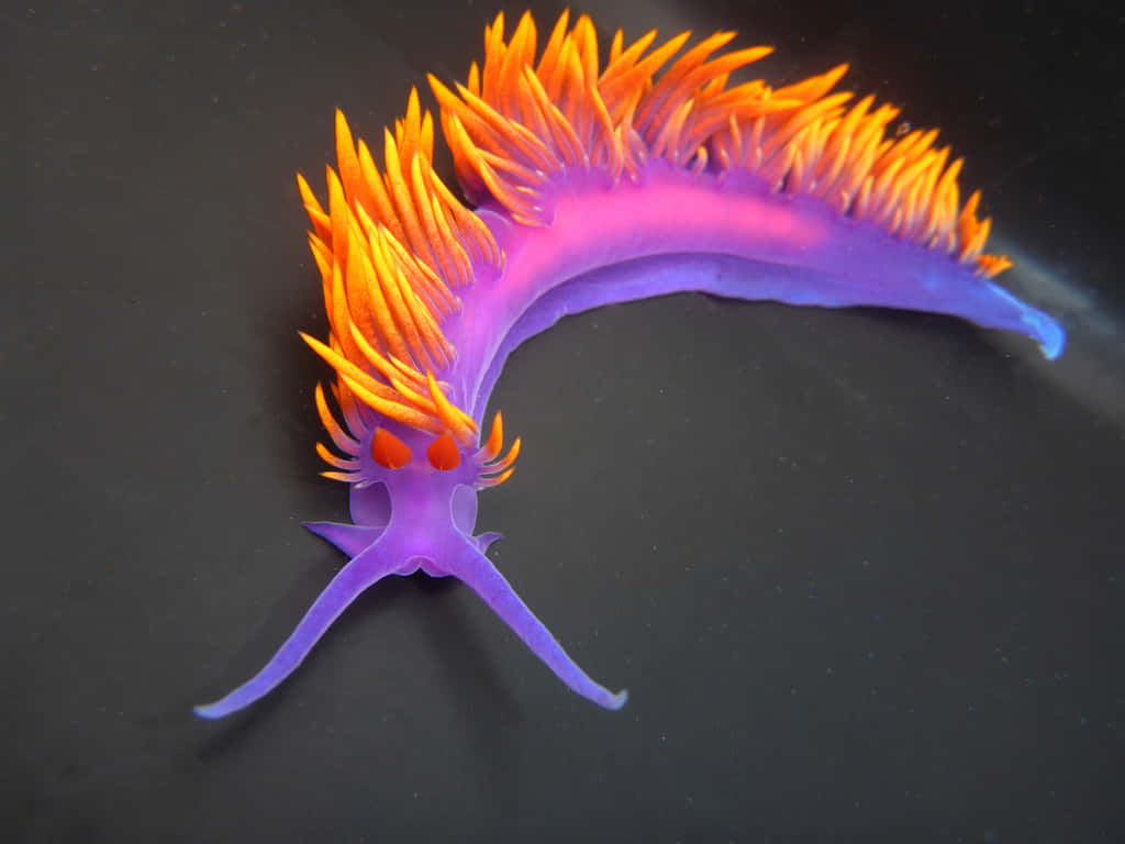 vibrant purple and orange sea slug, feathery appendages, dark background, SD Desktop Wallpaper