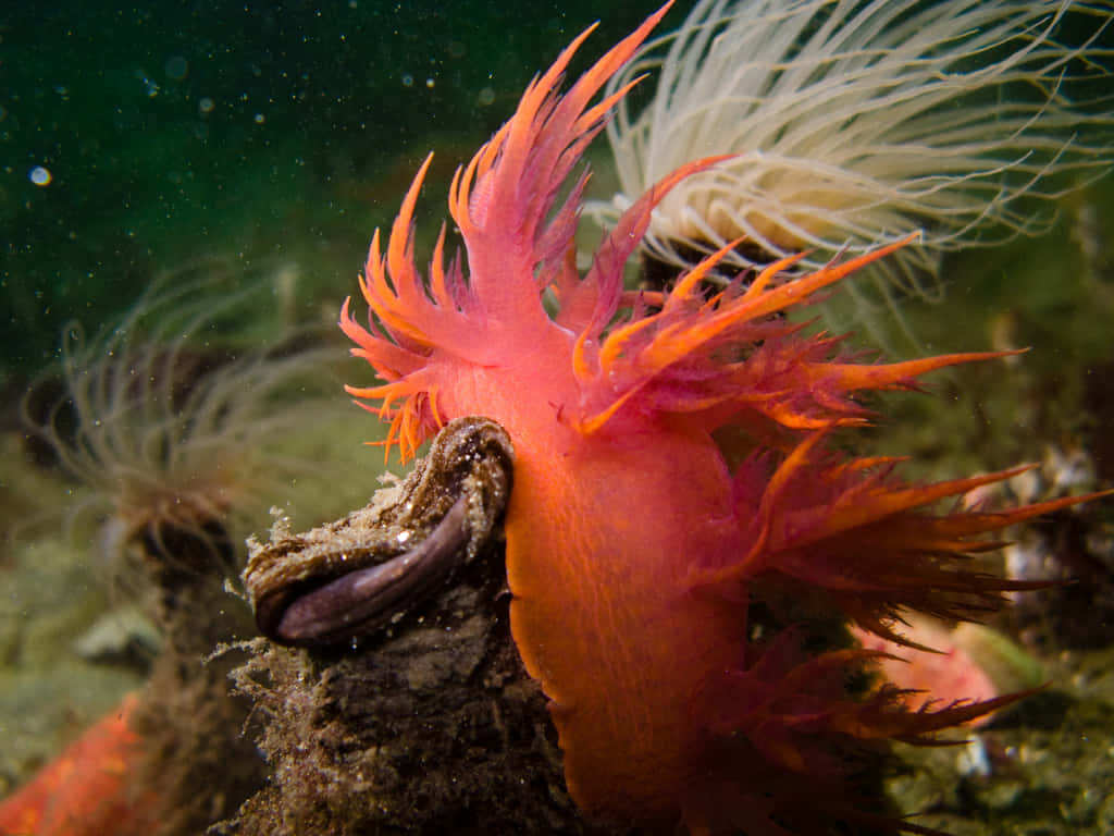vibrant orange and pink sea slug, feathery appendages, rock underwater, SD Desktop Wallpaper