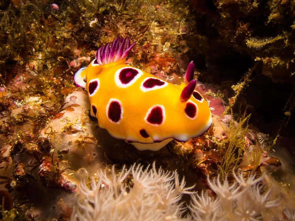 vibrant yellow nudibranch, purple spots, colorful coral reef, SD Desktop Wallpaper