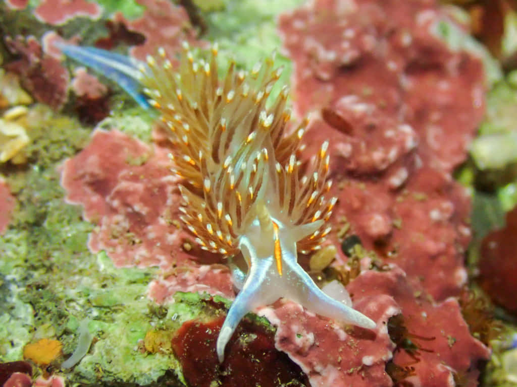 vibrant nudibranch, deep ocean, white and orange sea slug, SD Desktop Wallpaper