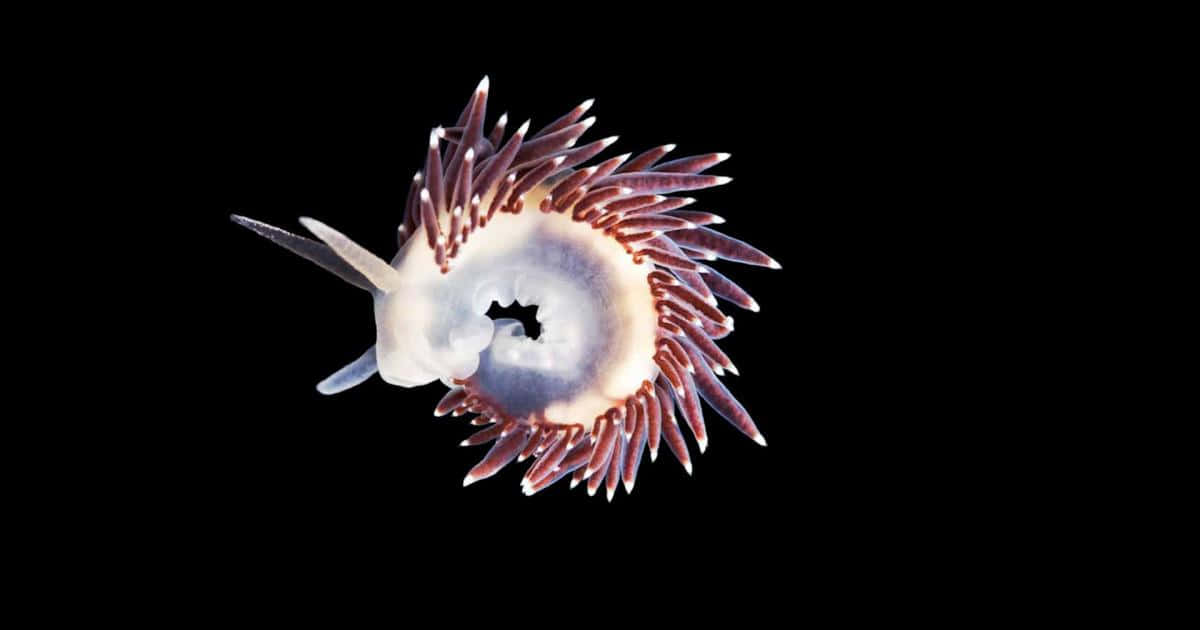 vibrant nudibranch, translucent sea slug, purple-tipped appendages, SD Desktop Wallpaper