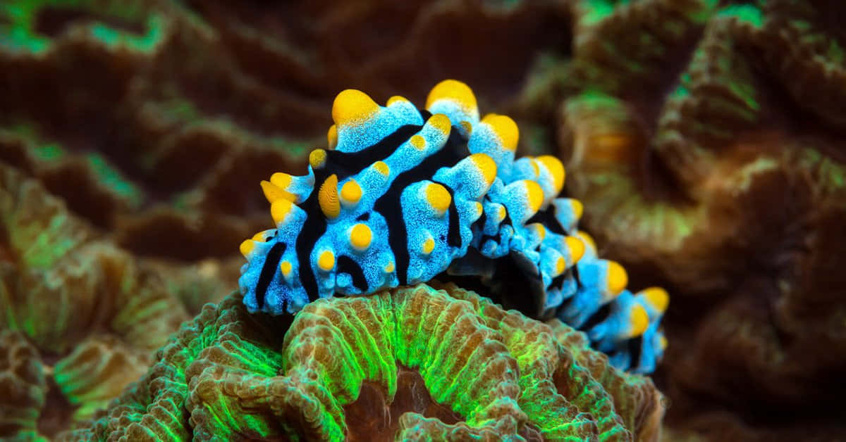 vibrant blue, yellow sea slug, black stripes, SD Desktop Wallpaper