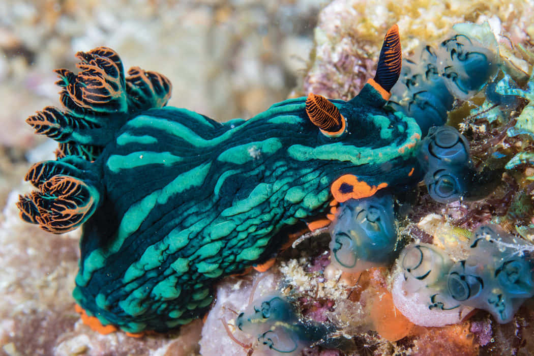 vibrant green and orange sea slug, colorful coral, translucent blue sea squirts, SD Desktop Wallpaper