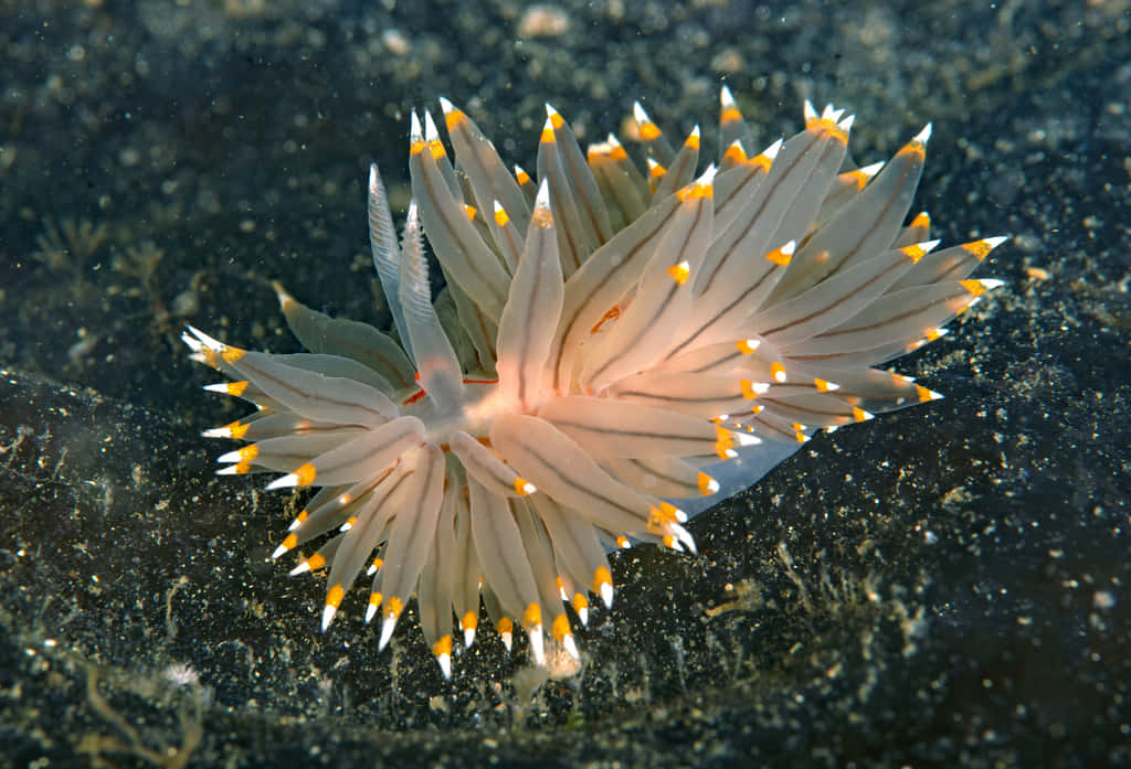vibrant nudibranch, coral reef, translucent sea slug, SD Desktop Wallpaper