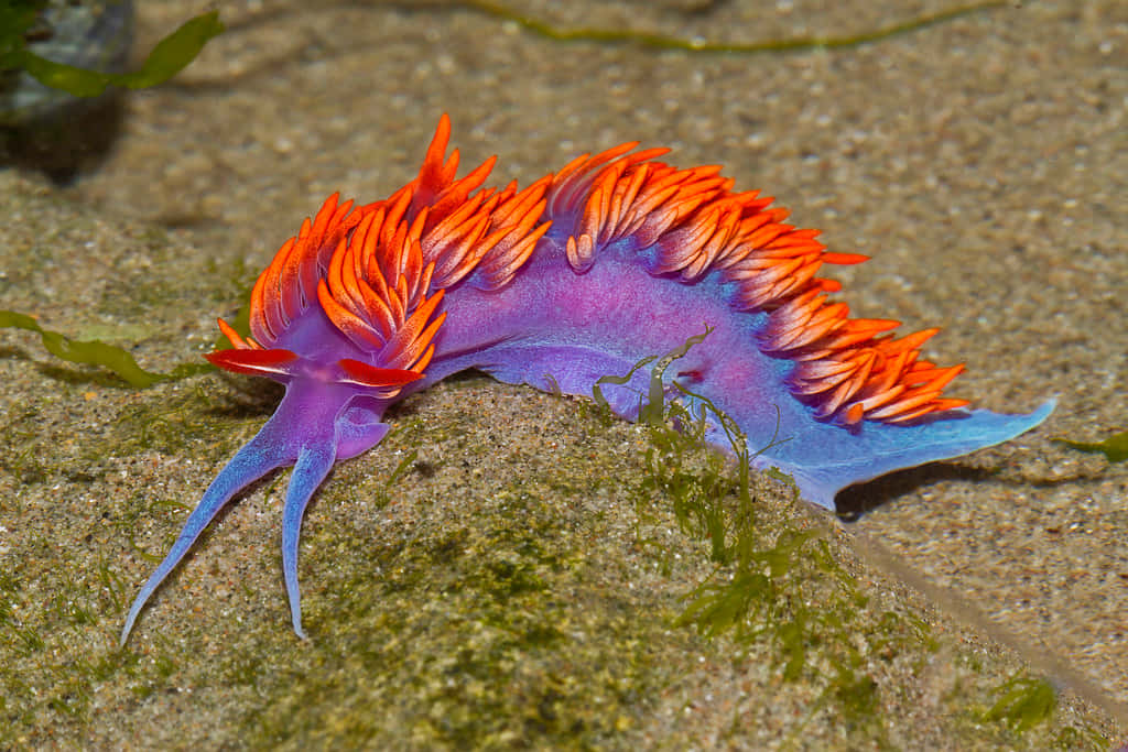 vibrant purple, orange sea slug, feathery appendages, SD Desktop Wallpaper