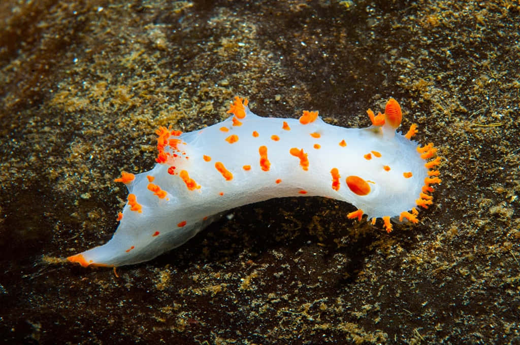 vibrant orange spots, translucent white sea slug, tentacles, SD Desktop Wallpaper
