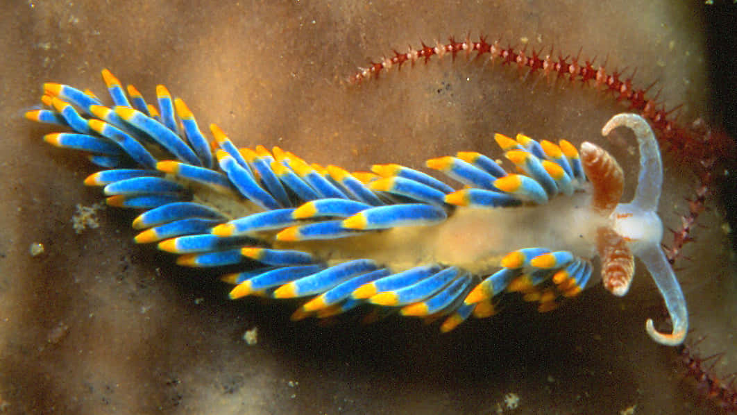 colorful nudibranch, blue and yellow sea slug, feathery appendages, SD Desktop Wallpaper