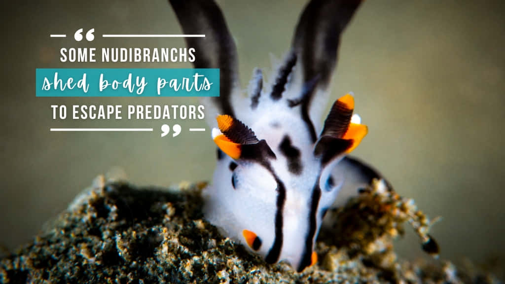 nudibranch, white black and orange, textured coral, SD Desktop Wallpaper