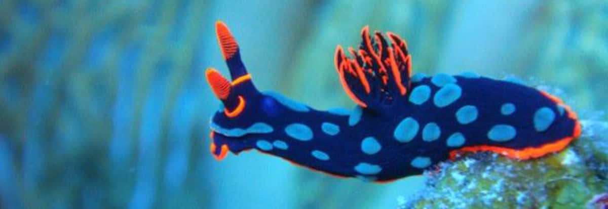 vibrant blue, orange, light blue spots, SD Desktop Wallpaper